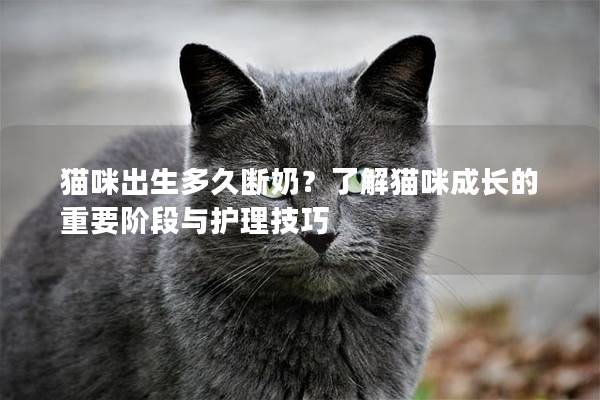 猫咪出生多久断奶？了解猫咪成长的重要阶段与护理技巧