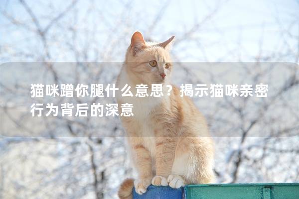 猫咪蹭你腿什么意思？揭示猫咪亲密行为背后的深意