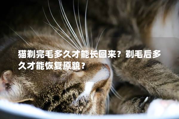 猫剃完毛多久才能长回来？剃毛后多久才能恢复原貌？