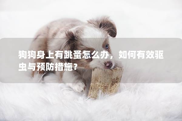 狗狗身上有跳蚤怎么办，如何有效驱虫与预防措施？