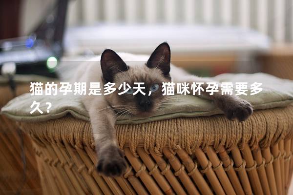 猫的孕期是多少天，猫咪怀孕需要多久？