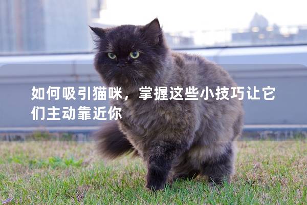 如何吸引猫咪，掌握这些小技巧让它们主动靠近你