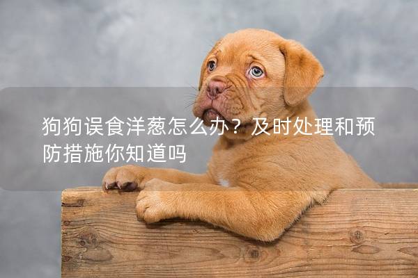 狗狗误食洋葱怎么办？及时处理和预防措施你知道吗