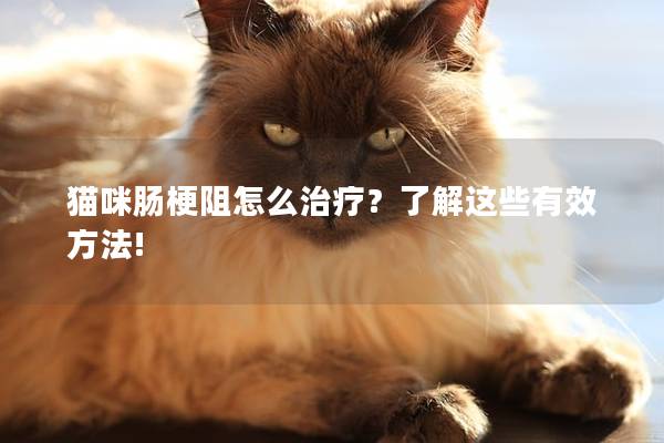 猫咪肠梗阻怎么治疗？了解这些有效方法!