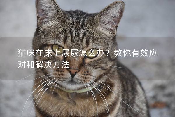 猫咪在床上尿尿怎么办？教你有效应对和解决方法