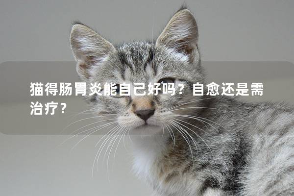 猫得肠胃炎能自己好吗？自愈还是需治疗？