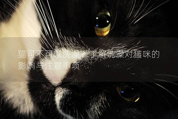 猫可不可以洗澡？了解洗澡对猫咪的影响与注意事项