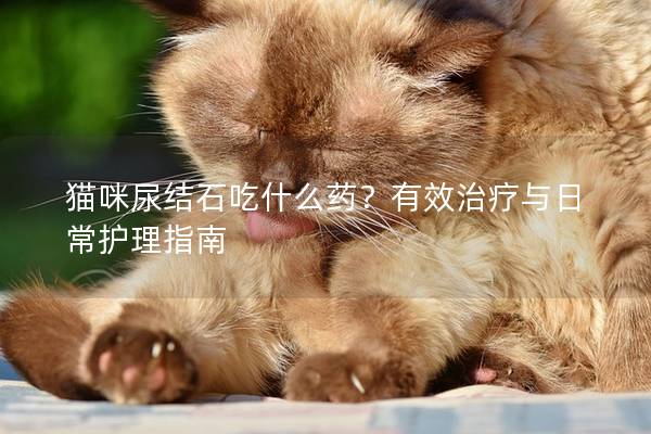 猫咪尿结石吃什么药？有效治疗与日常护理指南