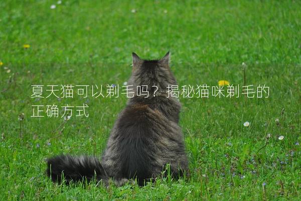 夏天猫可以剃毛吗？揭秘猫咪剃毛的正确方式