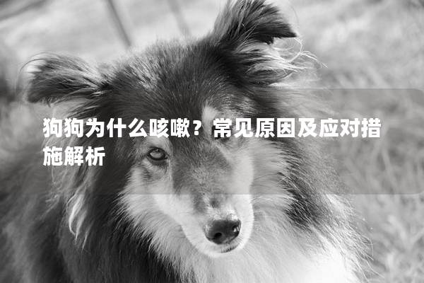 狗狗为什么咳嗽？常见原因及应对措施解析