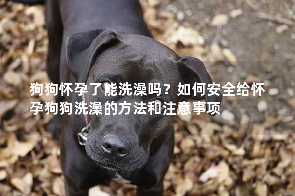 狗狗怀孕了能洗澡吗？如何安全给怀孕狗狗洗澡的方法和注意事项