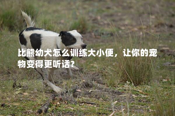 比熊幼犬怎么训练大小便，让你的宠物变得更听话？