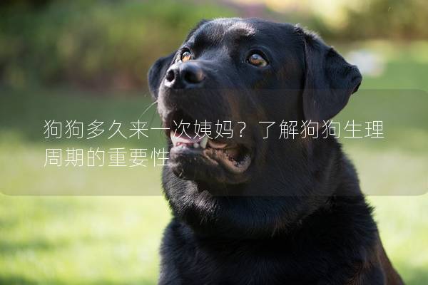 狗狗多久来一次姨妈？了解狗狗生理周期的重要性