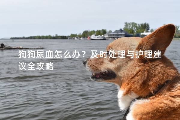 狗狗尿血怎么办？及时处理与护理建议全攻略