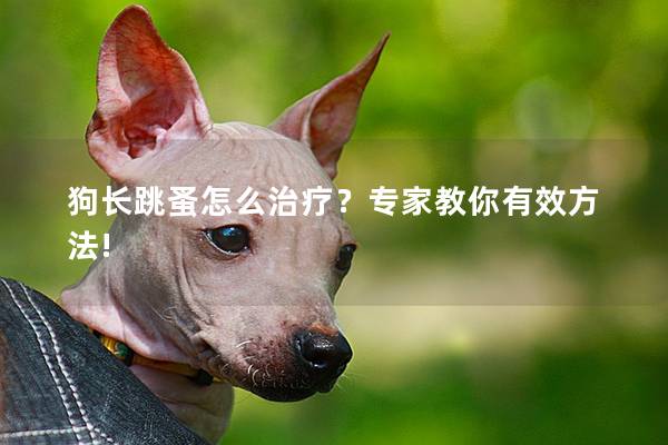 狗长跳蚤怎么治疗？专家教你有效方法!