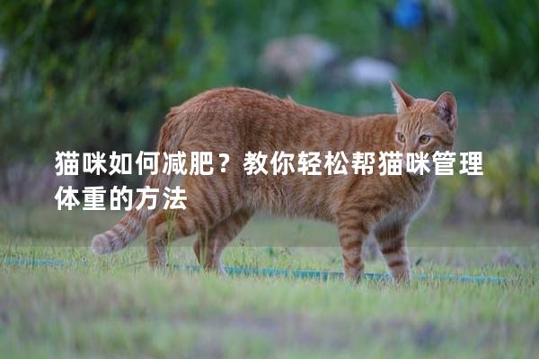 猫咪如何减肥？教你轻松帮猫咪管理体重的方法