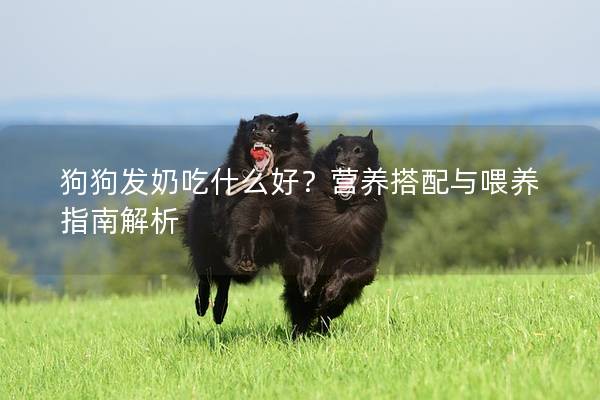 狗狗发奶吃什么好？营养搭配与喂养指南解析