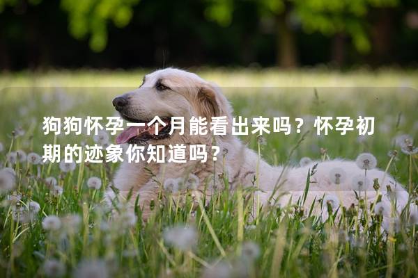 狗狗怀孕一个月能看出来吗？怀孕初期的迹象你知道吗？