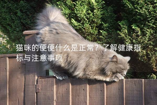 猫咪的便便什么是正常？了解健康指标与注意事项