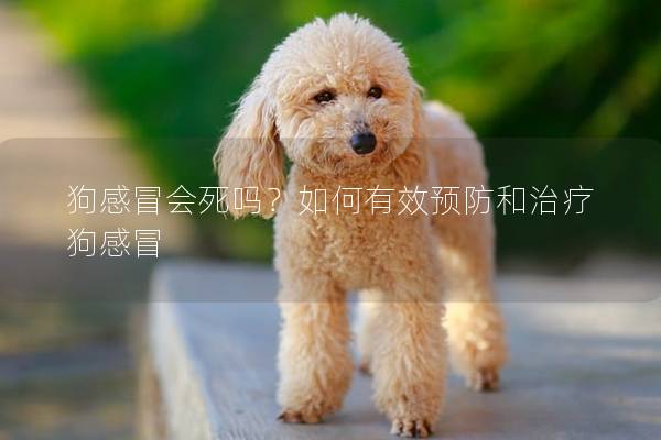 狗感冒会死吗？如何有效预防和治疗狗感冒