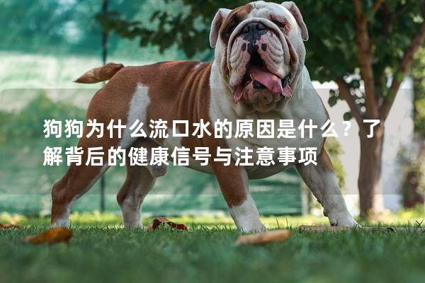 狗狗为什么流口水的原因是什么？了解背后的健康信号与注意事项