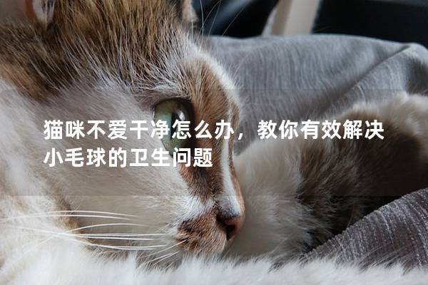 猫咪不爱干净怎么办，教你有效解决小毛球的卫生问题