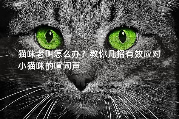 猫咪老叫怎么办？教你几招有效应对小猫咪的喧闹声