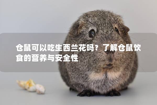 仓鼠可以吃生西兰花吗?了解仓鼠饮食的营养与安全性 仓鼠可以吃生西兰花吗?了解仓鼠饮食的营养与安全性