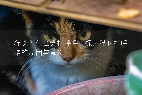 猫咪为什么会打呼噜？探索猫咪打呼噜的原因与意义