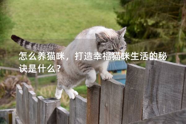 怎么养猫咪，打造幸福猫咪生活的秘诀是什么？