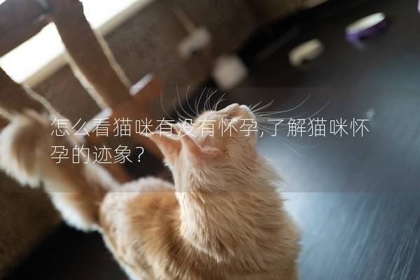 怎么看猫咪有没有怀孕,了解猫咪怀孕的迹象？