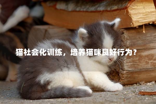 猫社会化训练，培养猫咪良好行为？