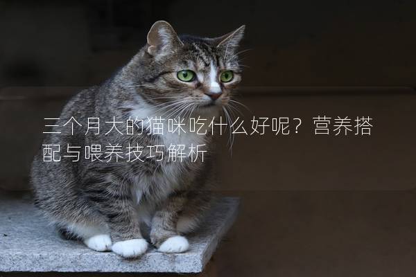 三个月大的猫咪吃什么好呢？营养搭配与喂养技巧解析