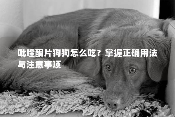 吡喹酮片狗狗怎么吃？掌握正确用法与注意事项