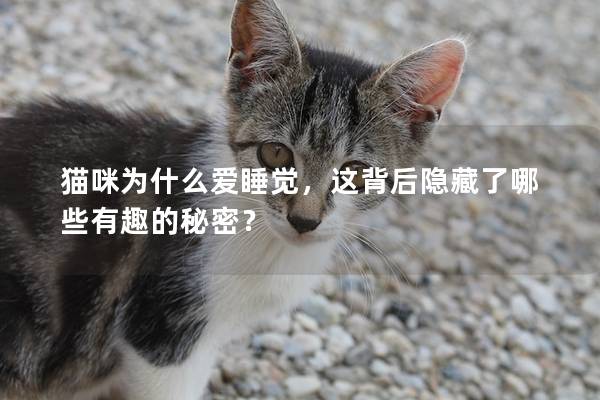 猫咪为什么爱睡觉，这背后隐藏了哪些有趣的秘密？