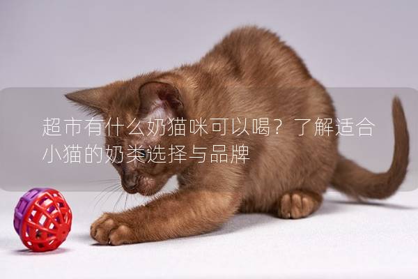 超市有什么奶猫咪可以喝？了解适合小猫的奶类选择与品牌