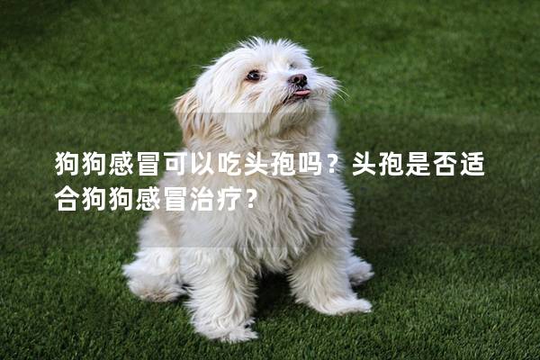 狗狗感冒可以吃头孢吗？头孢是否适合狗狗感冒治疗？