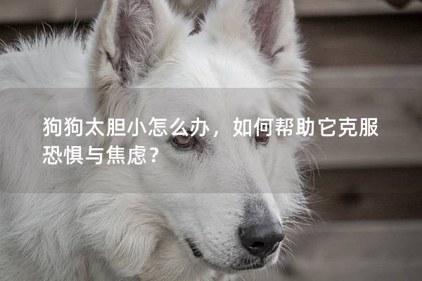 狗狗太胆小怎么办，如何帮助它克服恐惧与焦虑？