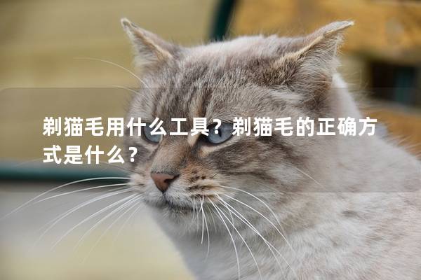 剃猫毛用什么工具？剃猫毛的正确方式是什么？