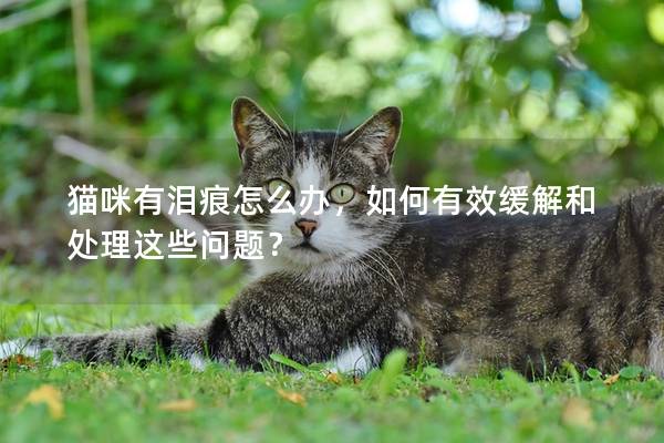 猫咪有泪痕怎么办，如何有效缓解和处理这些问题？