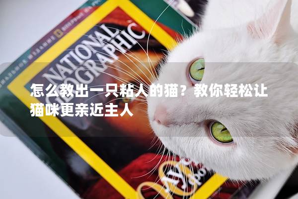 怎么教出一只粘人的猫？教你轻松让猫咪更亲近主人