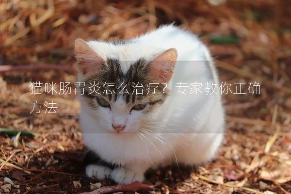 猫咪肠胃炎怎么治疗？专家教你正确方法