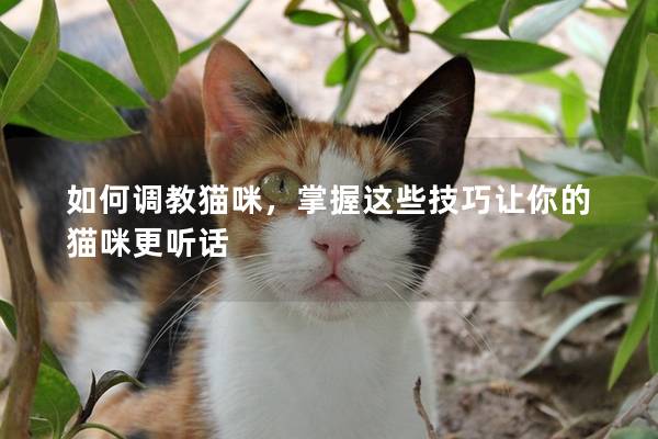 如何调教猫咪，掌握这些技巧让你的猫咪更听话