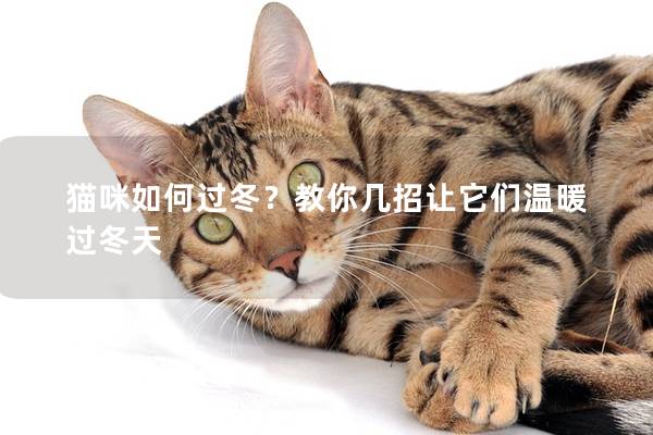 猫咪如何过冬？教你几招让它们温暖过冬天