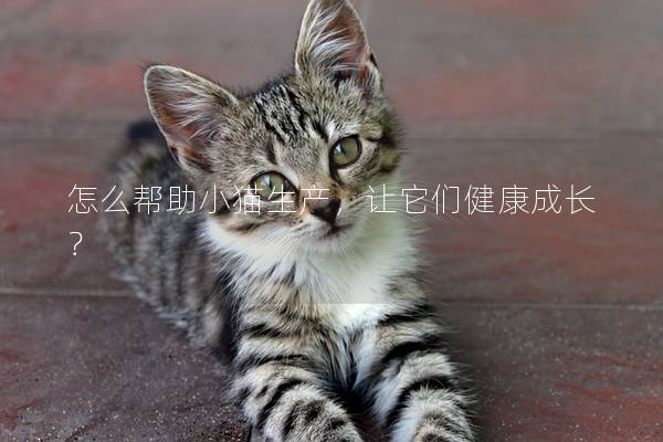 怎么帮助小猫生产，让它们健康成长？