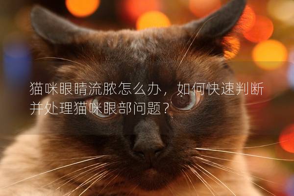 猫咪眼睛流脓怎么办，如何快速判断并处理猫咪眼部问题？