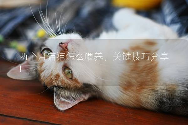 两个月猫猫怎么喂养，关键技巧分享!