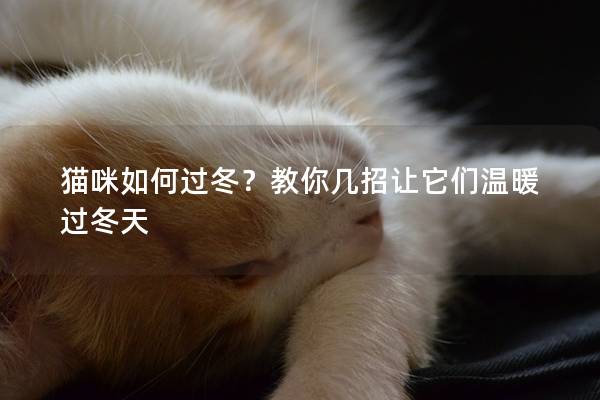 猫咪如何过冬？教你几招让它们温暖过冬天