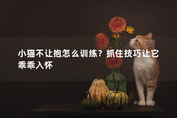 小猫不让抱怎么训练？抓住技巧让它乖乖入怀