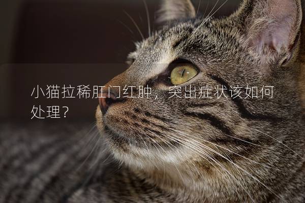 小猫拉稀肛门红肿，突出症状该如何处理？